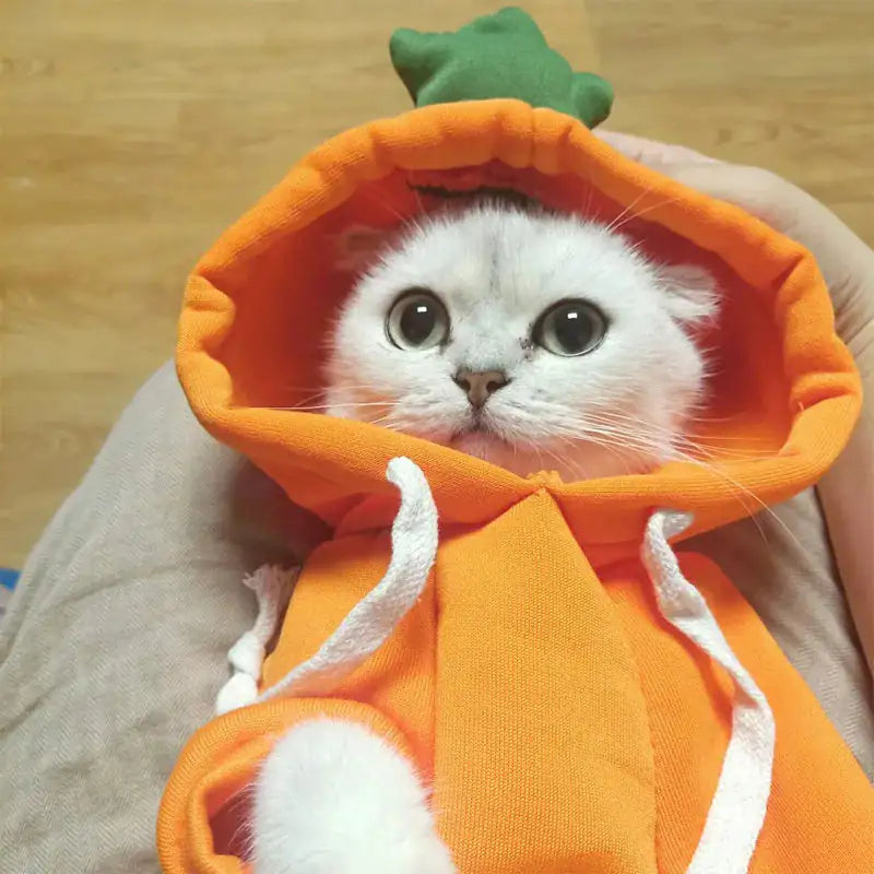 Cute AndCozy Costumes For Pet