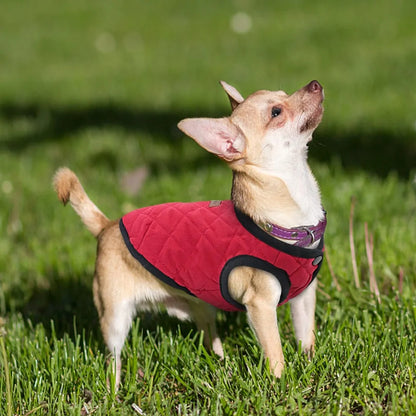 Warm And Stylish Pet Clothes