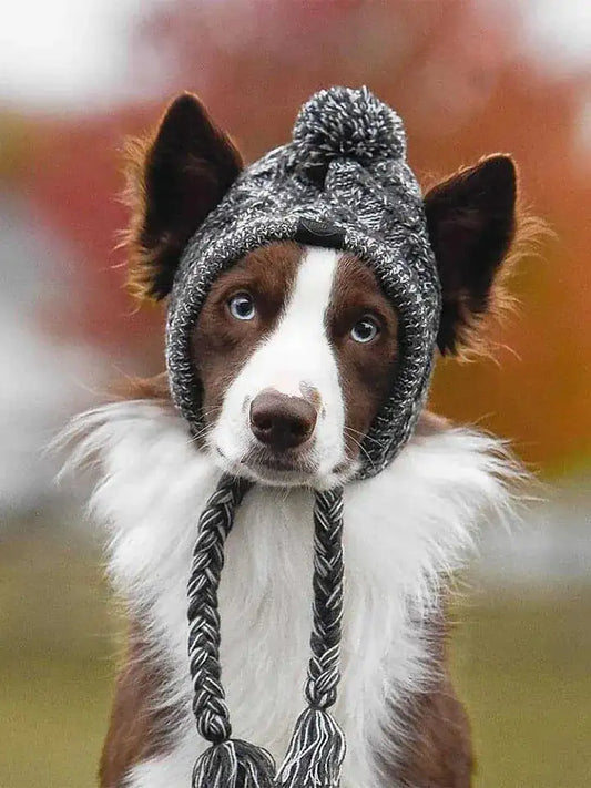 Canine Cap Companion - SassQuality